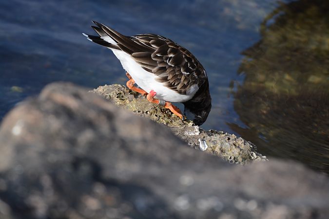 Voltapietre  - Alberto Manganaro