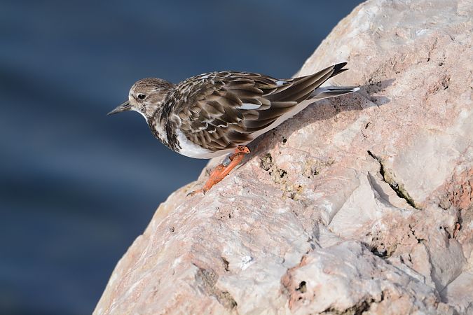 Voltapietre  - Alberto Manganaro