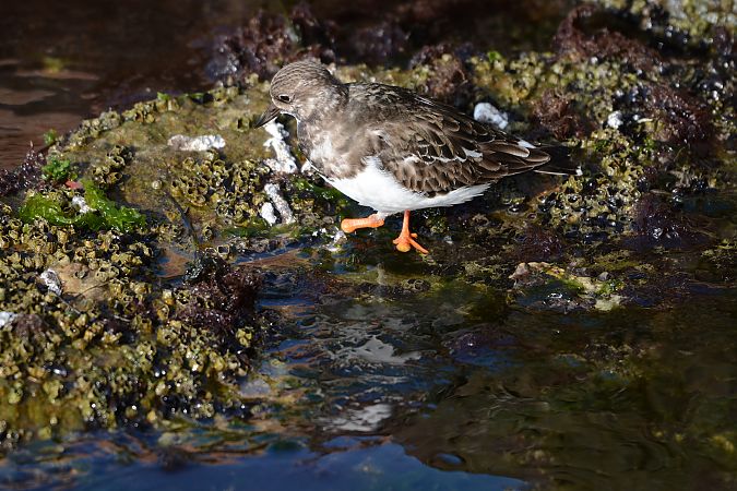 Voltapietre  - Alberto Manganaro
