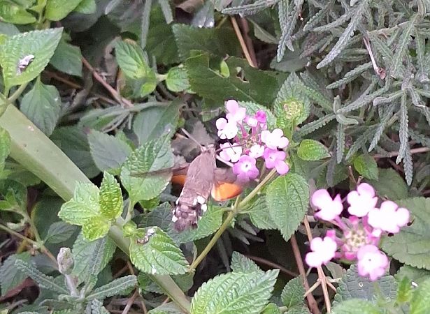 Macroglossum stellatarum  - Pau Esteban