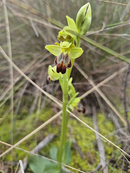 Ophrys passionis  - César Piñol Baena