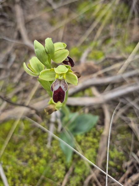 Ophrys passionis  - César Piñol Baena