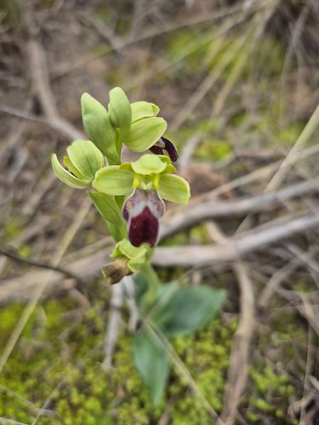Ophrys passionis  - César Piñol Baena