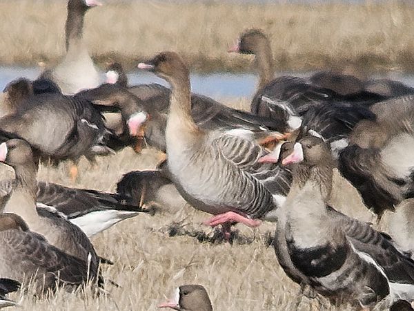 gęś krótkodzioba  - Michał Rycak