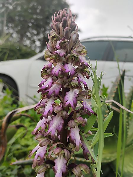 Himantoglossum robertianum  - Alex López Targa
