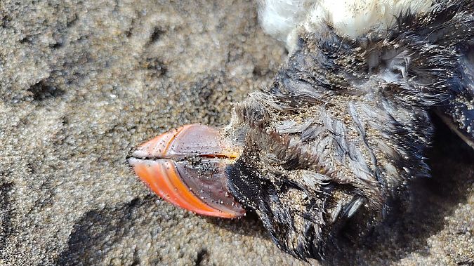 Fratercula arctica  - Gonzalo Torre