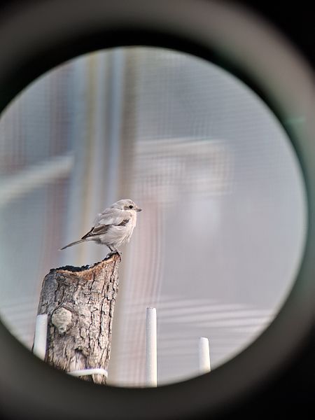 Averla maggiore beccopallido  - Michela Fadda