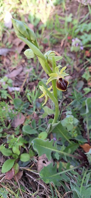 Ophrys exaltata subsp. marzuola  - Yolande Lansonneur