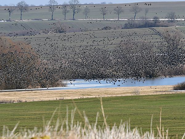 gęsi północne A.albifrons/fabalis/serrirostris  - Marek Pacuk
