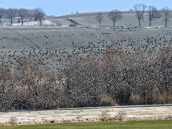 Blässgans / Saatgans  - Marek Pacuk