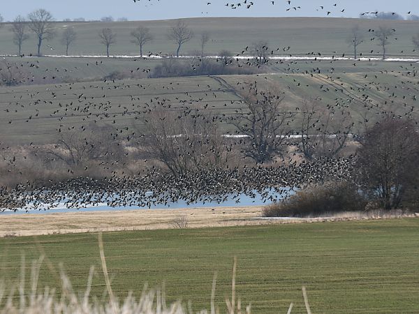 Blässgans / Saatgans  - Marek Pacuk