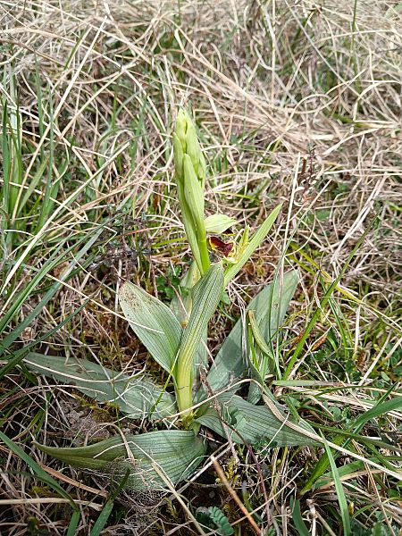 Ophrys sphegodes  - Alain Falvard