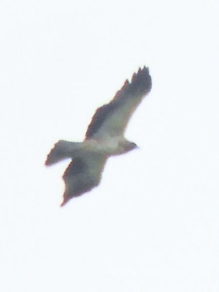 Aquila minore  - Massimo Tassinari