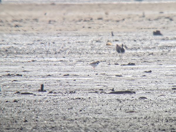 sieweczka obrożna  - Sebastian Watras