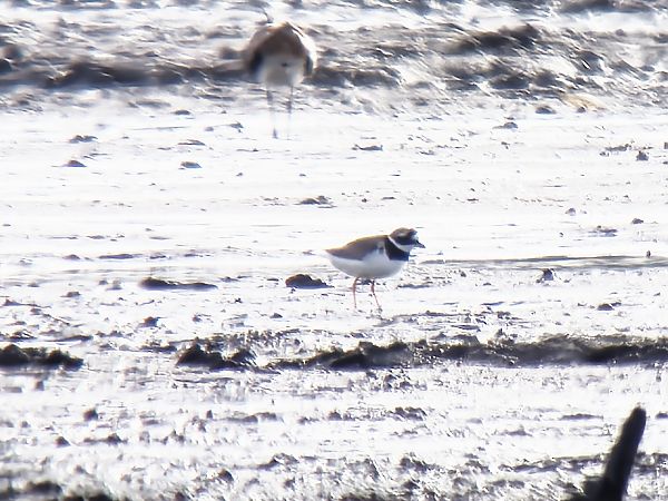 sieweczka obrożna  - Sebastian Watras