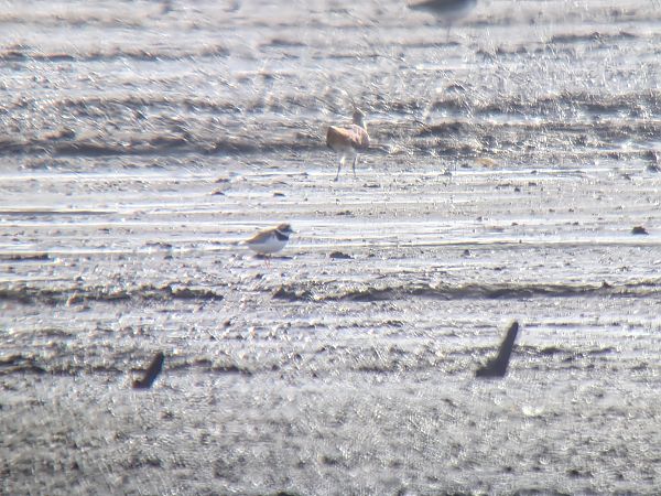 sieweczka obrożna  - Sebastian Watras