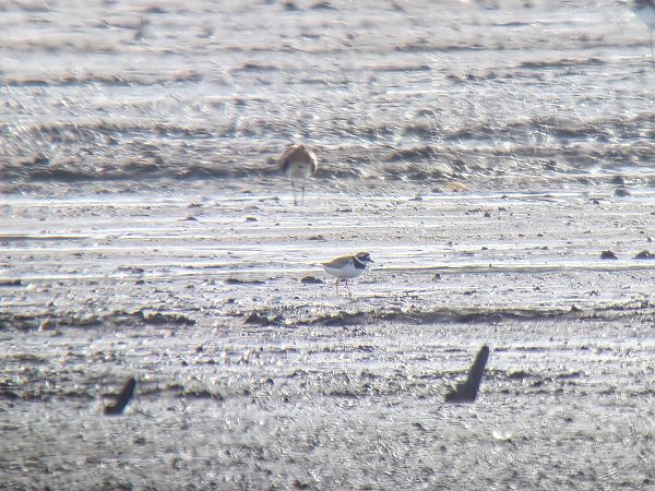 sieweczka obrożna  - Sebastian Watras