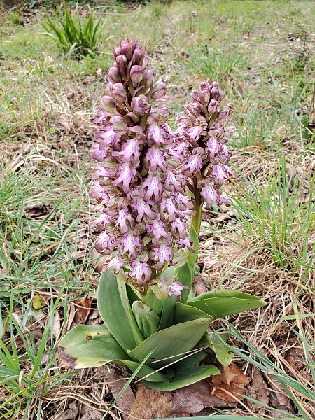 Himantoglossum robertianum  - Rudi Vanherck