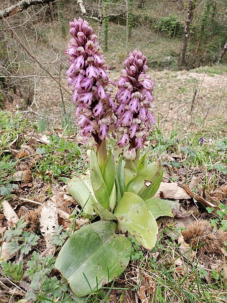 Himantoglossum robertianum  - Rudi Vanherck