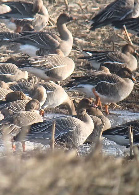 Pink-footed Goose  - Dawid Kilon