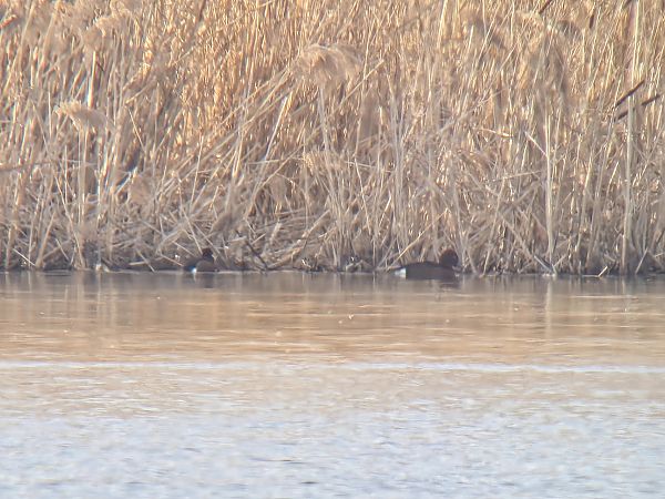 Moorente  - Sebastian Watras