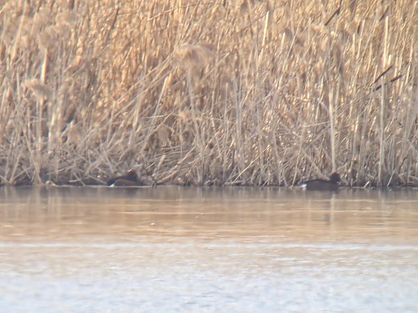 podgorzałka  - Sebastian Watras