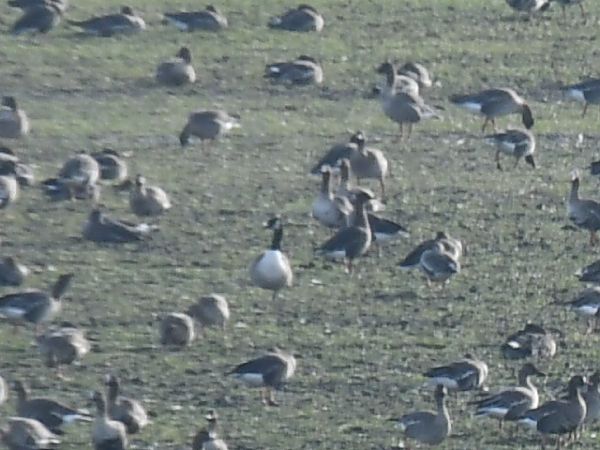 Canada Goose  - Marek Pacuk