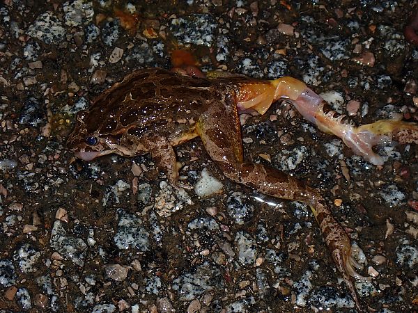 Granota pintada  - Enric Badosa