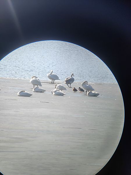 łabędź czarnodzioby  - Roman Kempa