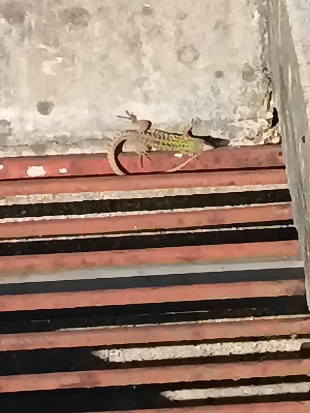 Lucertola muraiola  - Tiziano Fiorenza (FVG)