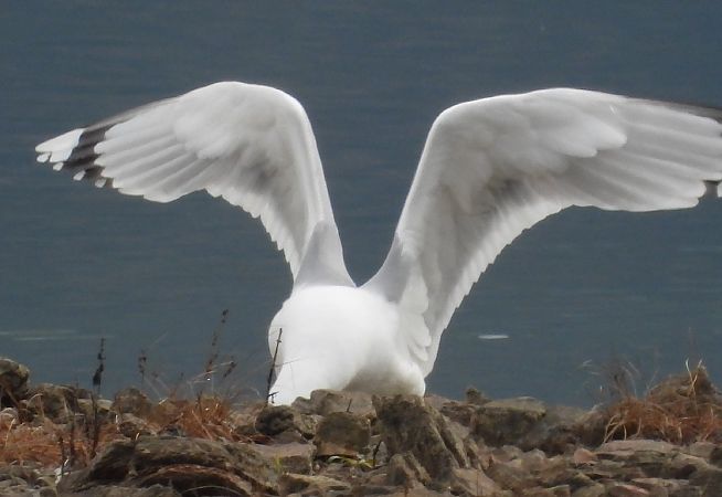 Gabbiano nordico  - Gloria Feltrin
