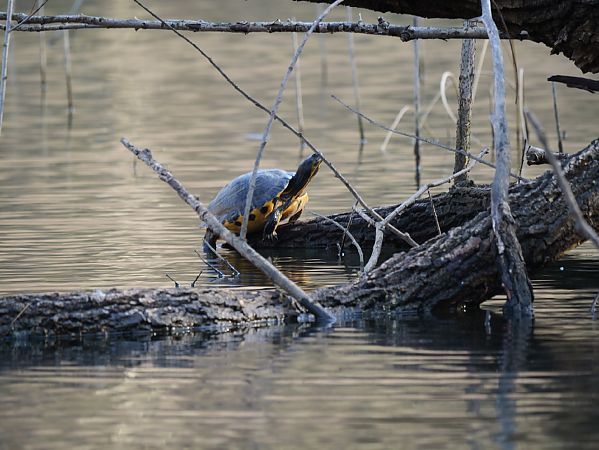 Testuggine palustre americana  - Tiziano Fiorenza (FVG)