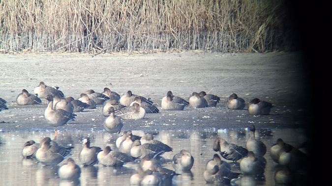 Oie à bec court  - Arek Gorczewski