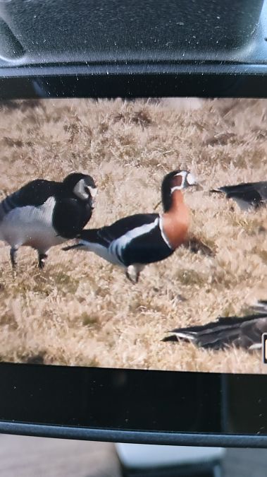 Rothalsgans  - Lech Antkowiak