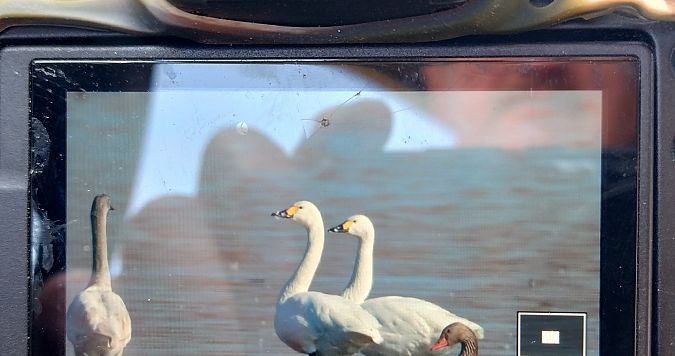 łabędź czarnodzioby  - Stanisław Turowski
