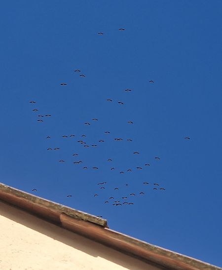 Cigonya blanca  - Jana Marco