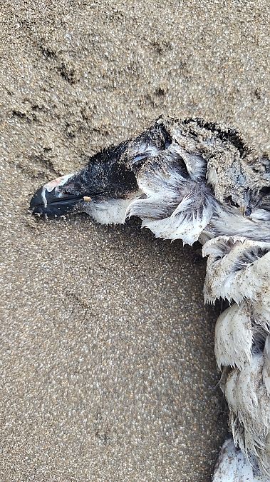 Pottorro arrunta  - Gonzalo Torre