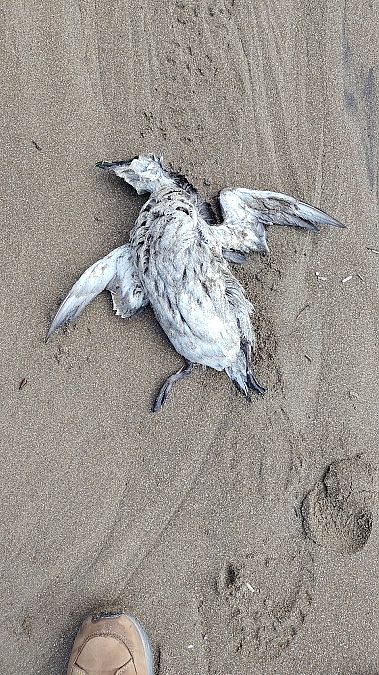 Pottorro arrunta  - Gonzalo Torre