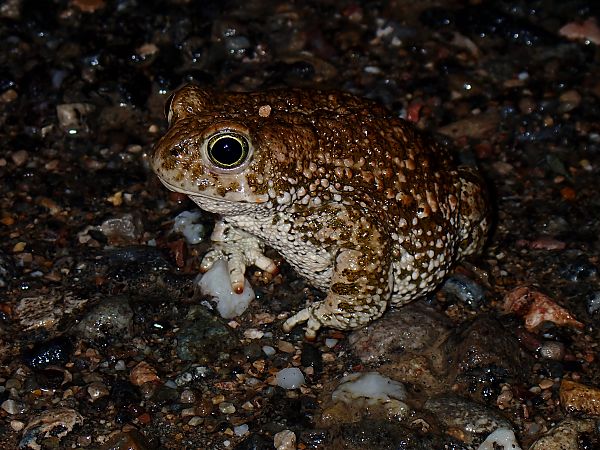 Gripau corredor  - Enric Badosa