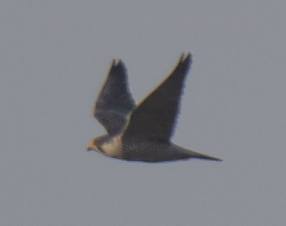 Wanderfalke  - Michal Jadzyn