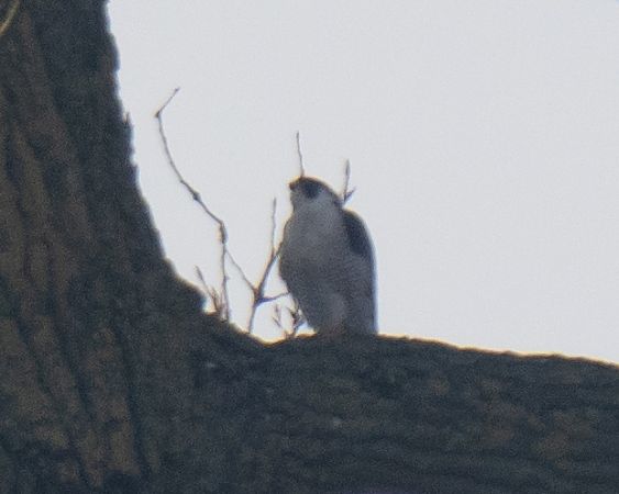 Wanderfalke  - Michal Jadzyn