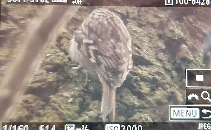 pełzacz ogrodowy  - Tomasz Doroń