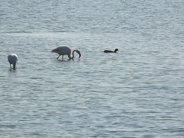 Fenicottero  - Kurt Moser