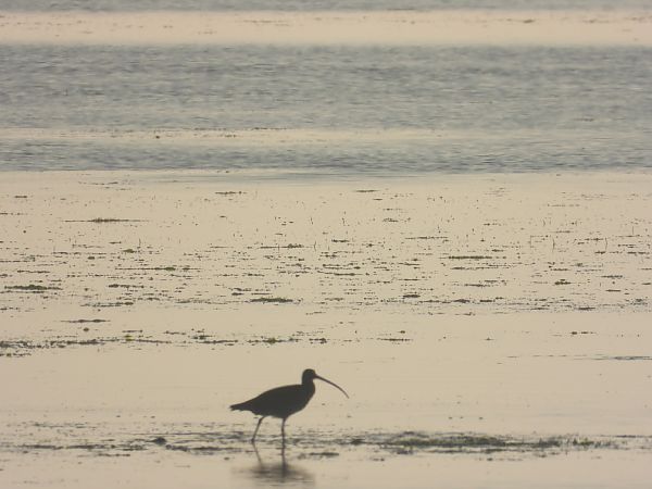 Chiurlo maggiore  - Kurt Moser