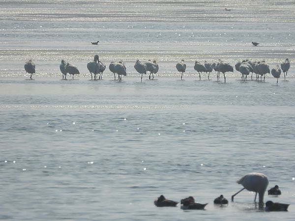 Spatola  - Kurt Moser