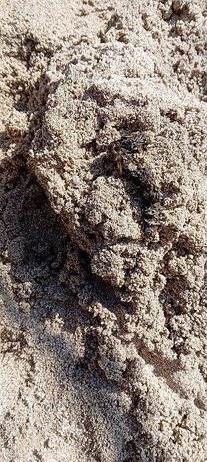 Lontra  - Maria Teresa Cernoia (FVG)