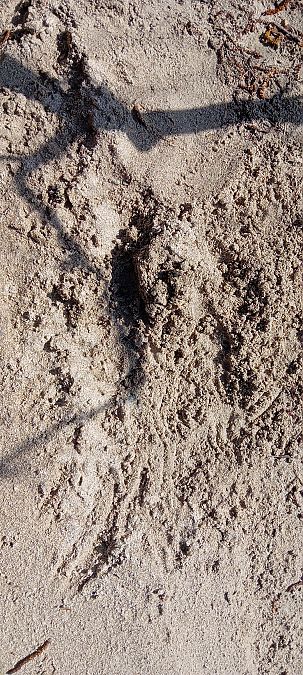 Lontra  - Maria Teresa Cernoia (FVG)