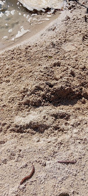 Lontra  - Maria Teresa Cernoia (FVG)