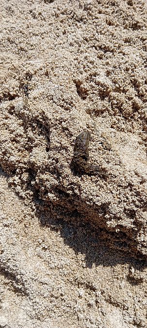 Lontra  - Maria Teresa Cernoia (FVG)