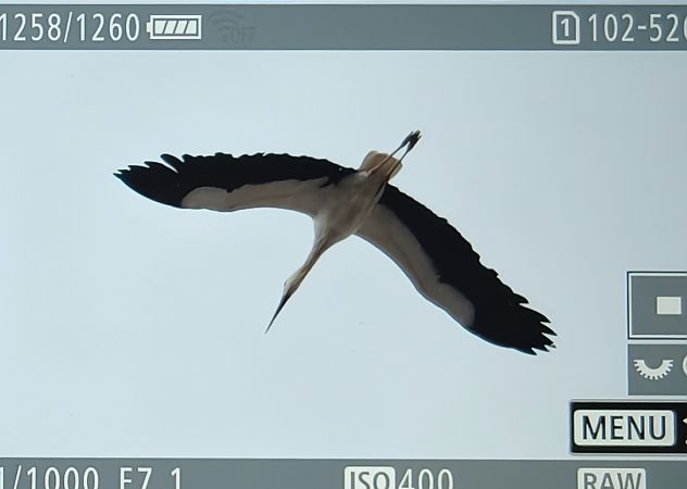 bocian biały  - Ryszard Dworak